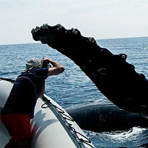 Whale Watching on Maui mini